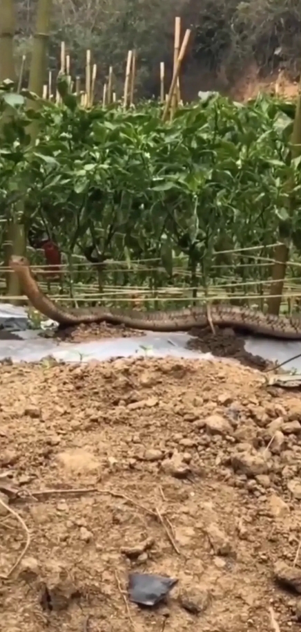 惊恐万状!云南保山,有村民在户外菜地,发现条四米多长的大黑蛇