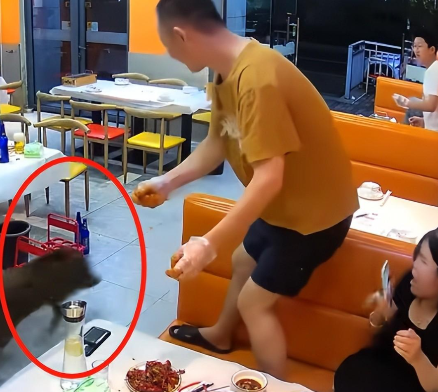 笑死!野猪莽撞冲入饭店两顾客兴奋追打,原来是喝了6瓶酒壮的胆