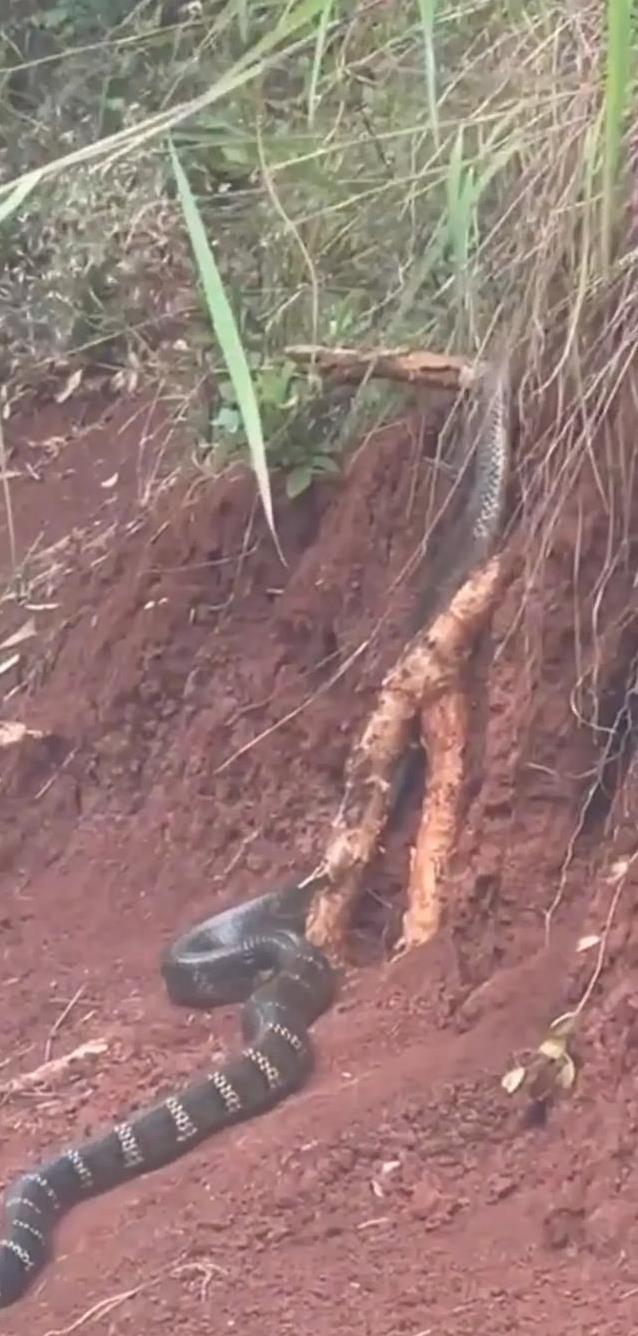 毛骨悚然!云南普洱有村民在野外路边,发现一条三米多长的大黑蛇