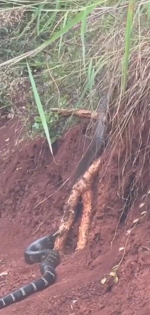 毛骨悚然!云南普洱有村民在野外路边,发现一条三米多长的大黑蛇