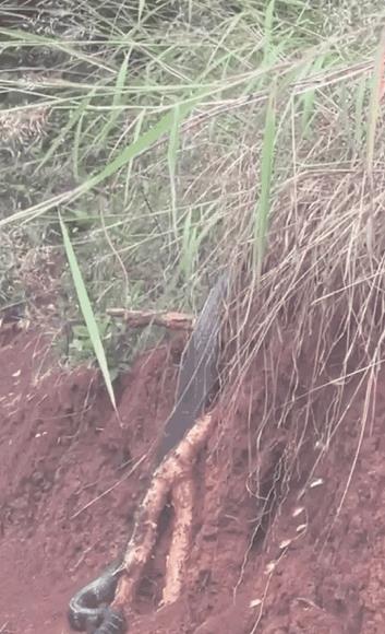 毛骨悚然!云南普洱有村民在野外路边,发现一条三米多长的大黑蛇