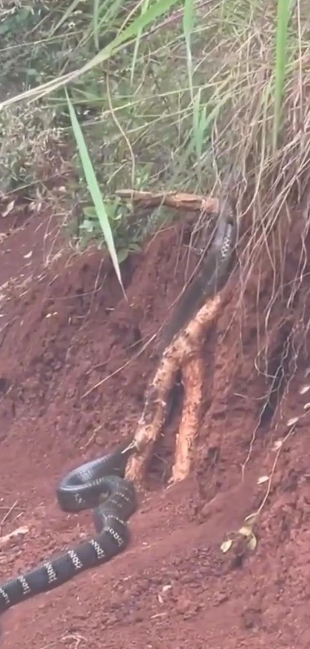 毛骨悚然!云南普洱有村民在野外路边,发现一条三米多长的大黑蛇