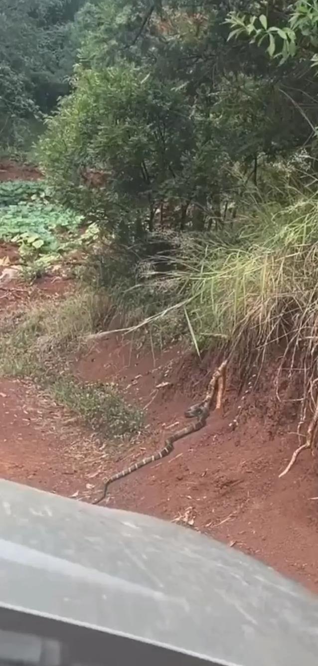 毛骨悚然!云南普洱有村民在野外路边,发现一条三米多长的大黑蛇