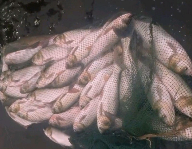 江苏石梁河水库泄洪,渠内出现鱼潮,鱼比人多伸手就能抓到!