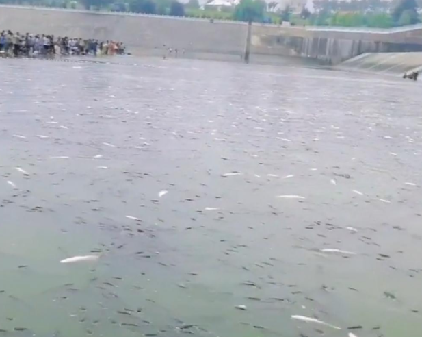 江苏石梁河水库泄洪,渠内出现鱼潮,鱼比人多伸手就能抓到!