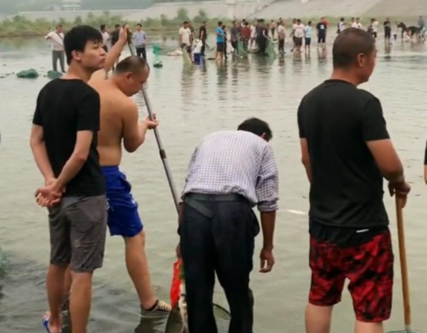 江苏石梁河水库泄洪,渠内出现鱼潮,鱼比人多伸手就能抓到!