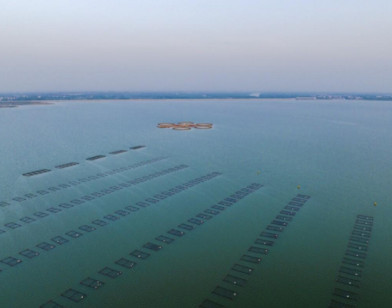 江苏石梁河水库泄洪,渠内出现鱼潮,鱼比人多伸手就能抓到!