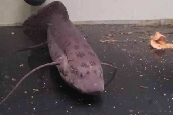 非洲肺鱼的"哭泣":深藏地下5年不吃不喝,却被挖到濒临灭绝?