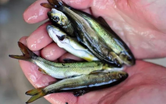 泰山的"遗产":古代皇家贡品赤鳞鱼,如今淡水中的"贵族"?