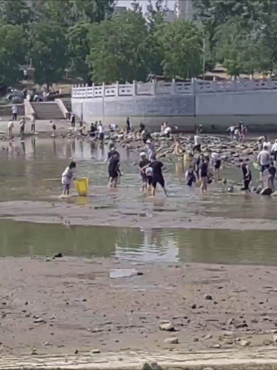贾鲁河截流,郑州千人涌来抢鱼,钓鱼人:没见过这么大的鲫鱼!