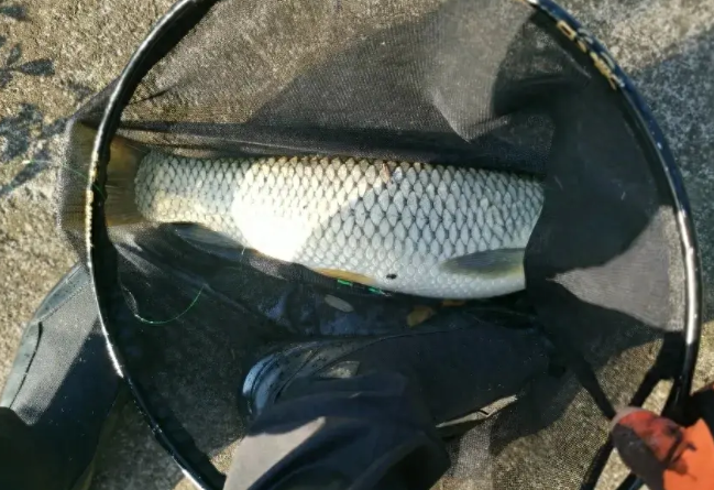 矶竿滑漂钓大鱼,必须掌握的2种"双铅钓法"!