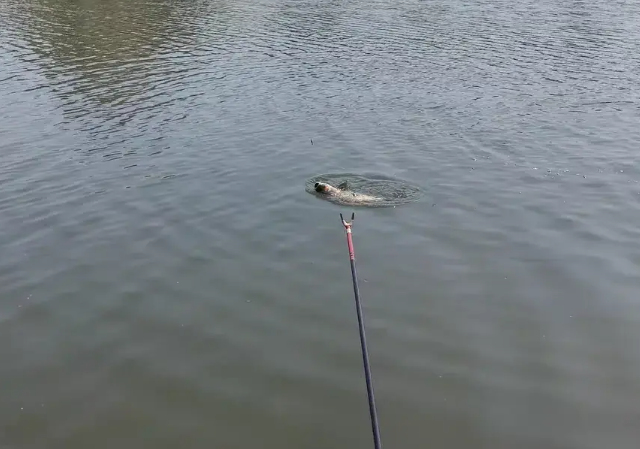 矶竿滑漂钓大鱼,必须掌握的2种"双铅钓法"!