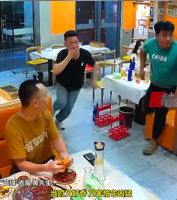 野猪喝酒兴奋闯入饭店,追打两顾客!原来是酒劲冲动使然