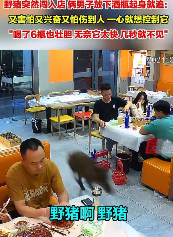野猪喝酒兴奋闯入饭店,追打两顾客!原来是酒劲冲动使然