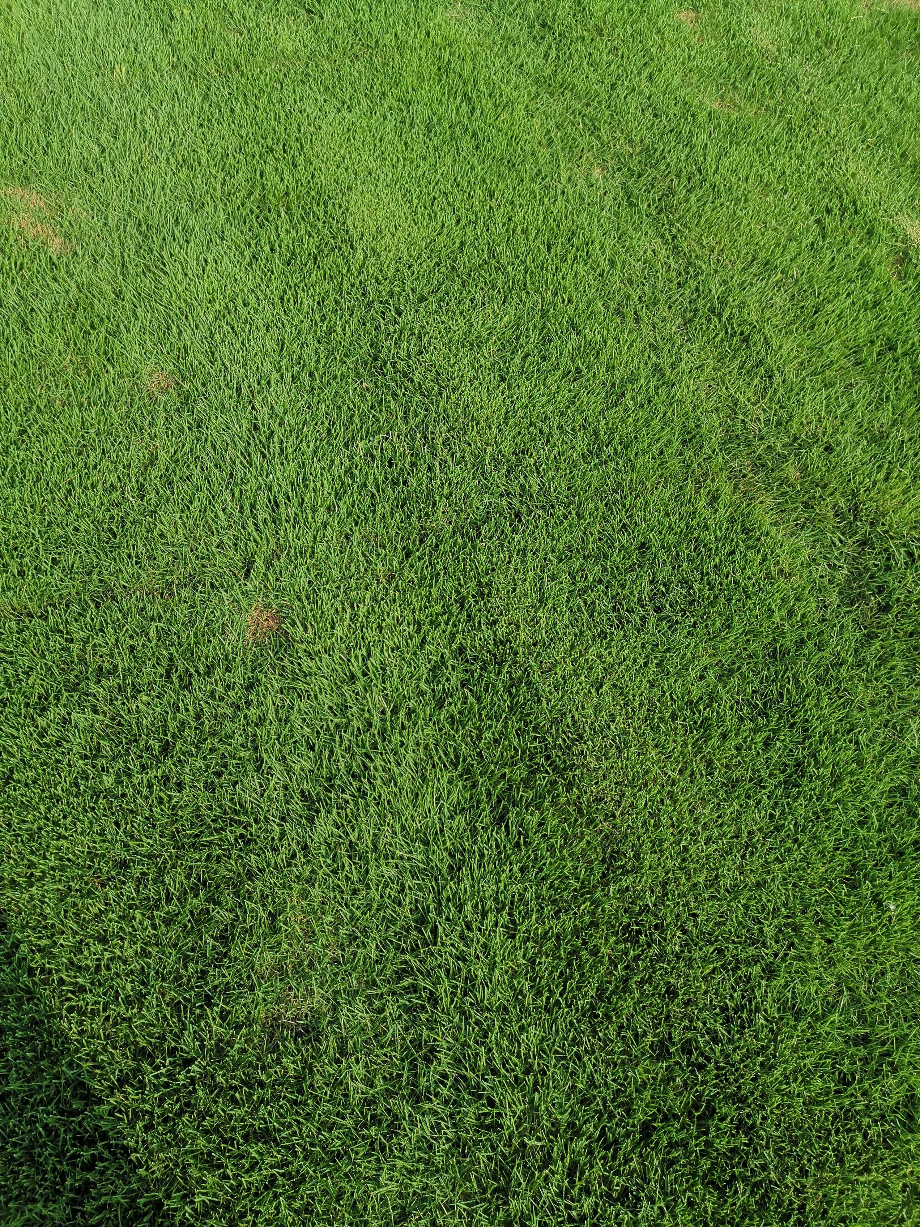武汉果岭草草坪批发