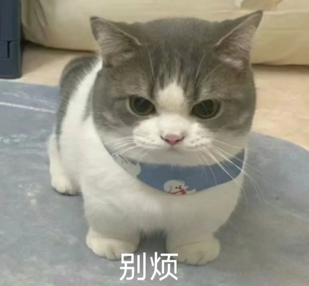 可爱萌萌小猫咪表情包
