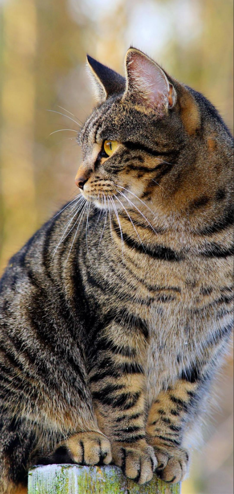 狸花猫的寿命:这只中国传统家猫能活多久?