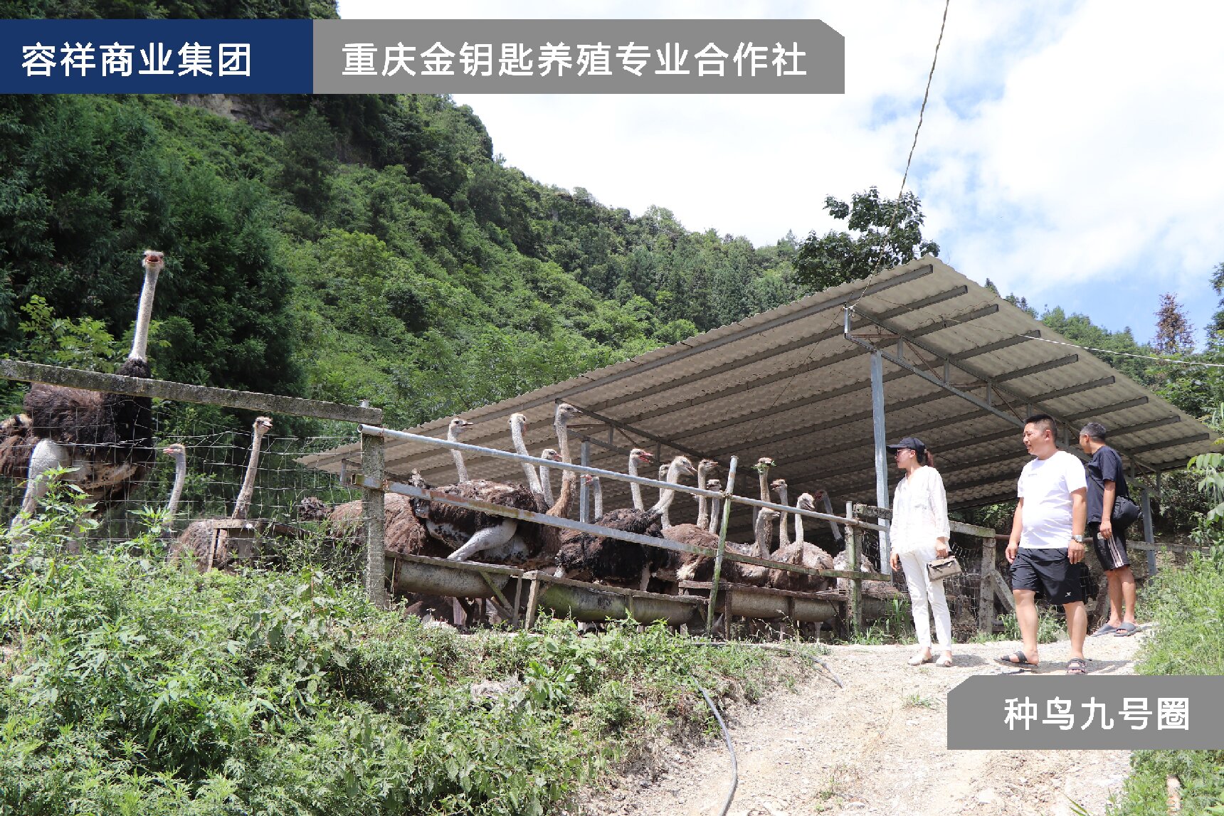 四川最大鸵鸟养殖基地图片