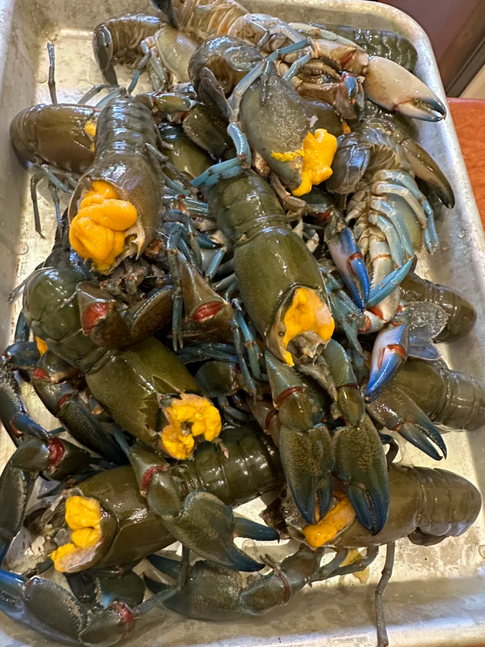 小龙虾"虾黄"vs"虾屎"大解密,别吃错了!区分方法一学就会!