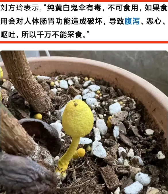 花盆里长出黄蘑菇图片