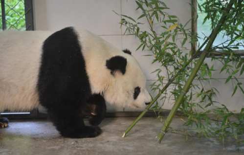 可爱!美国圣迭戈动物园发了大熊猫鑫宝和云川照片,生活的很棒!
