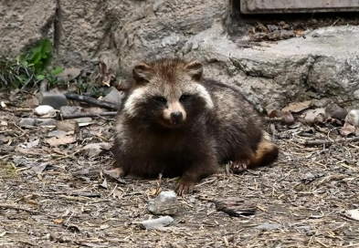上海野生貉数量激增!超300小区被入侵,咬伤路人偷吃猫粮还打狗