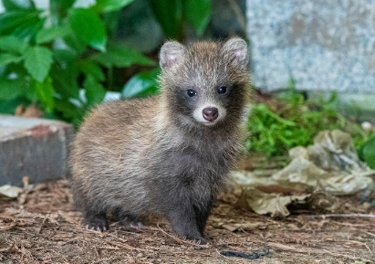 上海野生貉数量激增!超300小区被入侵,咬伤路人偷吃猫粮还打狗