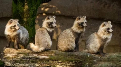 上海野生貉数量激增!超300小区被入侵,咬伤路人偷吃猫粮还打狗