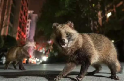 上海野生貉数量激增!超300小区被入侵,咬伤路人偷吃猫粮还打狗