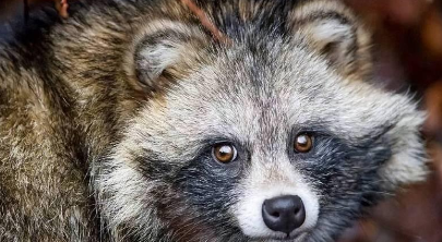 上海野生貉数量激增!超300小区被入侵,咬伤路人偷吃猫粮还打狗