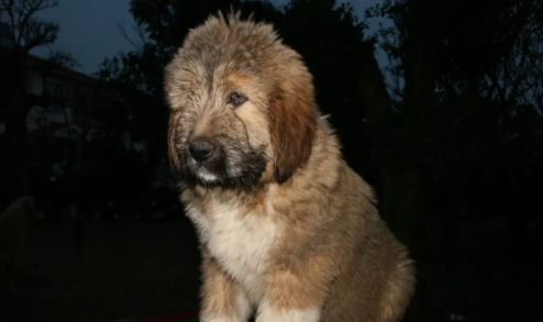 中国被遗忘的猛犬:藏狮,比藏獒更凶猛,藏民心中的神犬!