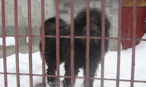 中国被遗忘的猛犬:藏狮,比藏獒更凶猛,藏民心中的神犬!