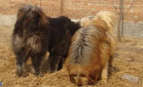 中国被遗忘的猛犬:藏狮,比藏獒更凶猛,藏民心中的神犬!