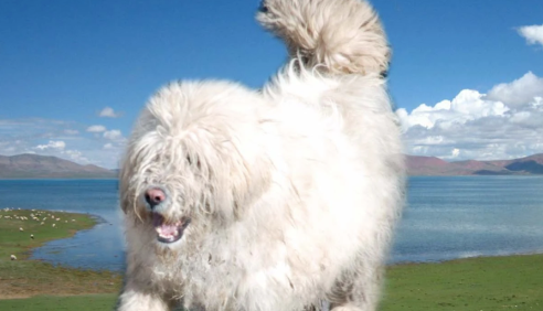 中国被遗忘的猛犬:藏狮,比藏獒更凶猛,藏民心中的神犬!