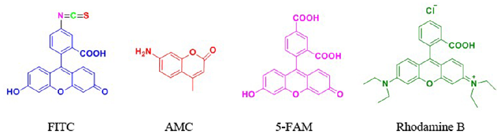 "荧光标记技术:荧光修饰多肽的奥秘"
