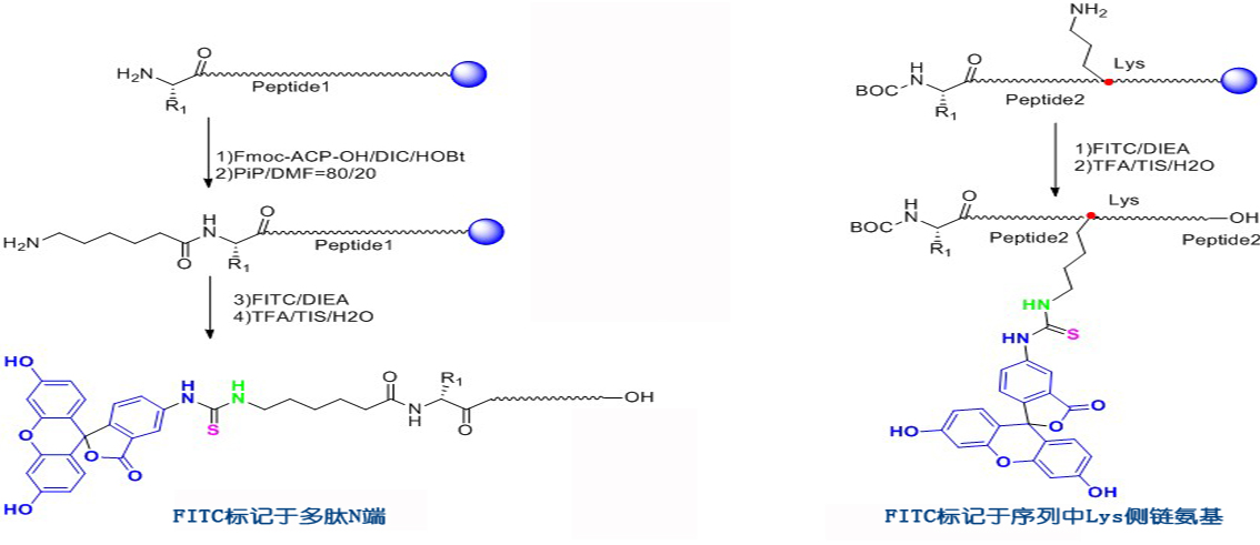 "荧光标记技术:荧光修饰多肽的奥秘"