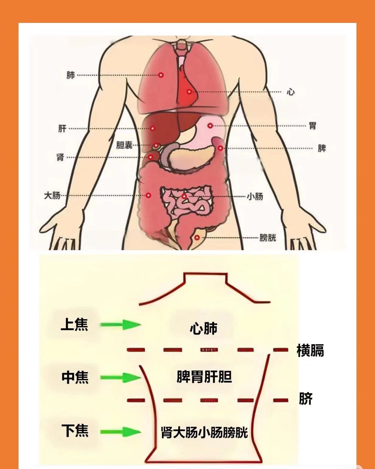 心肝脾胃肾反射哪些问题