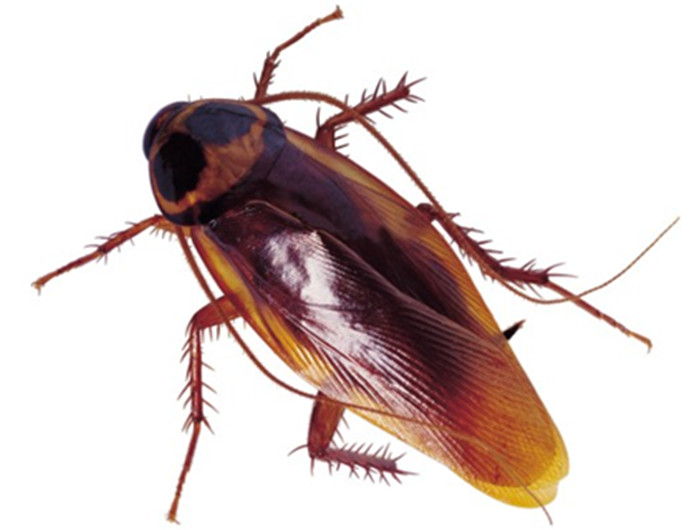 在天津市蟑螂优势种群有哪些?了解德国小蠊,美洲大蠊,褐斑大蠊