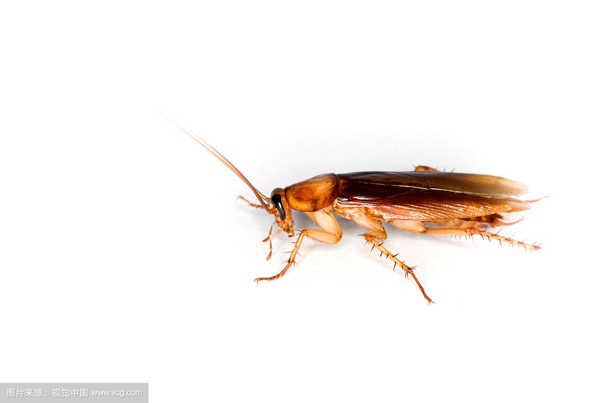 在天津市蟑螂优势种群有哪些?了解德国小蠊,美洲大蠊,褐斑大蠊