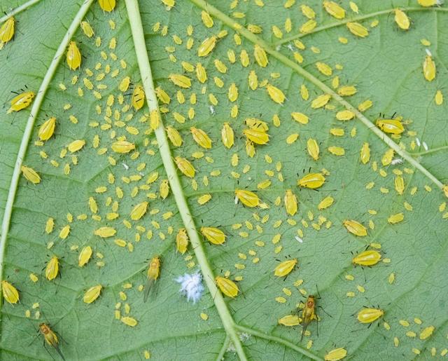 园林植物虫害图谱及防治方法