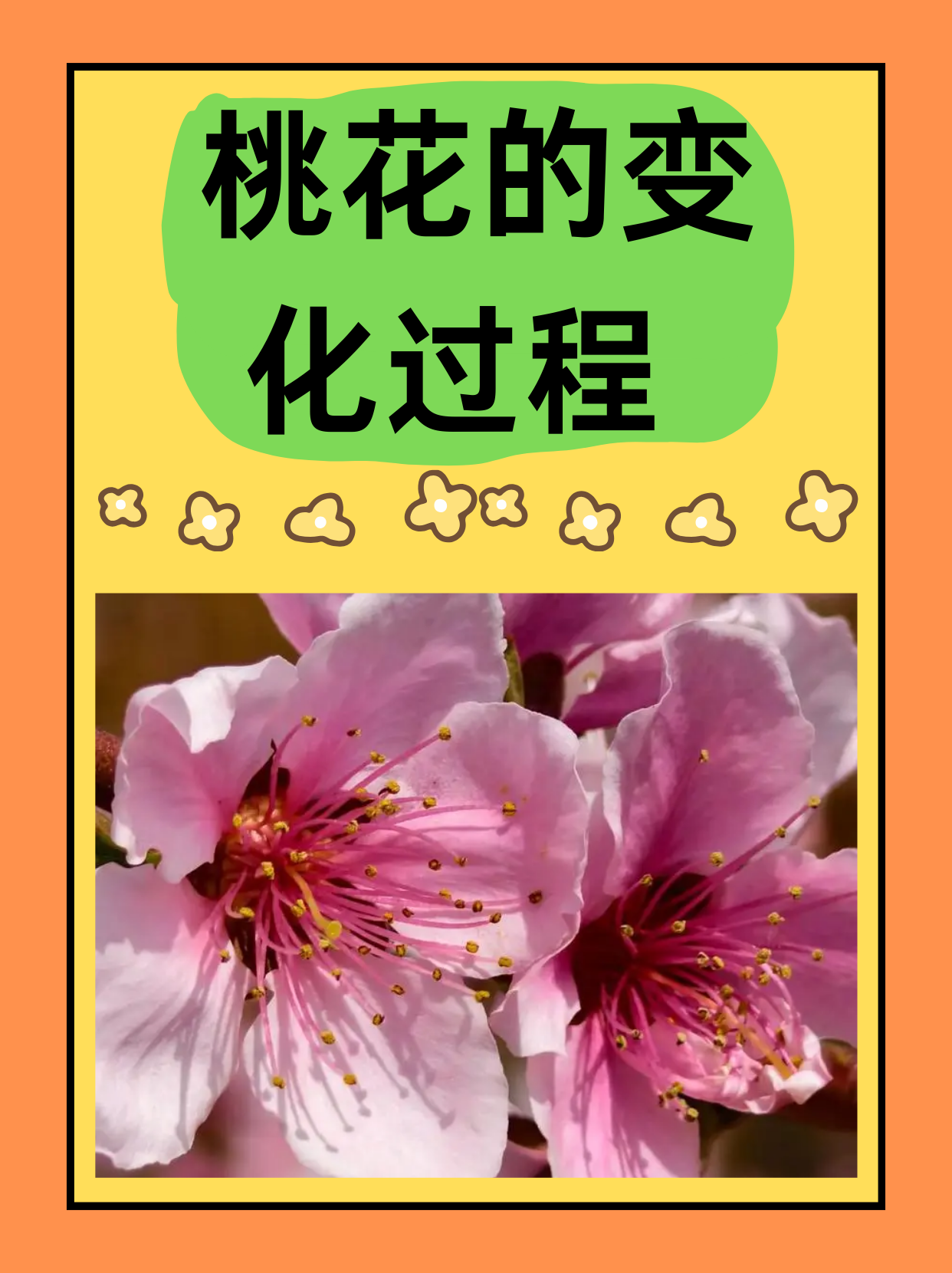 桃花的变化过程