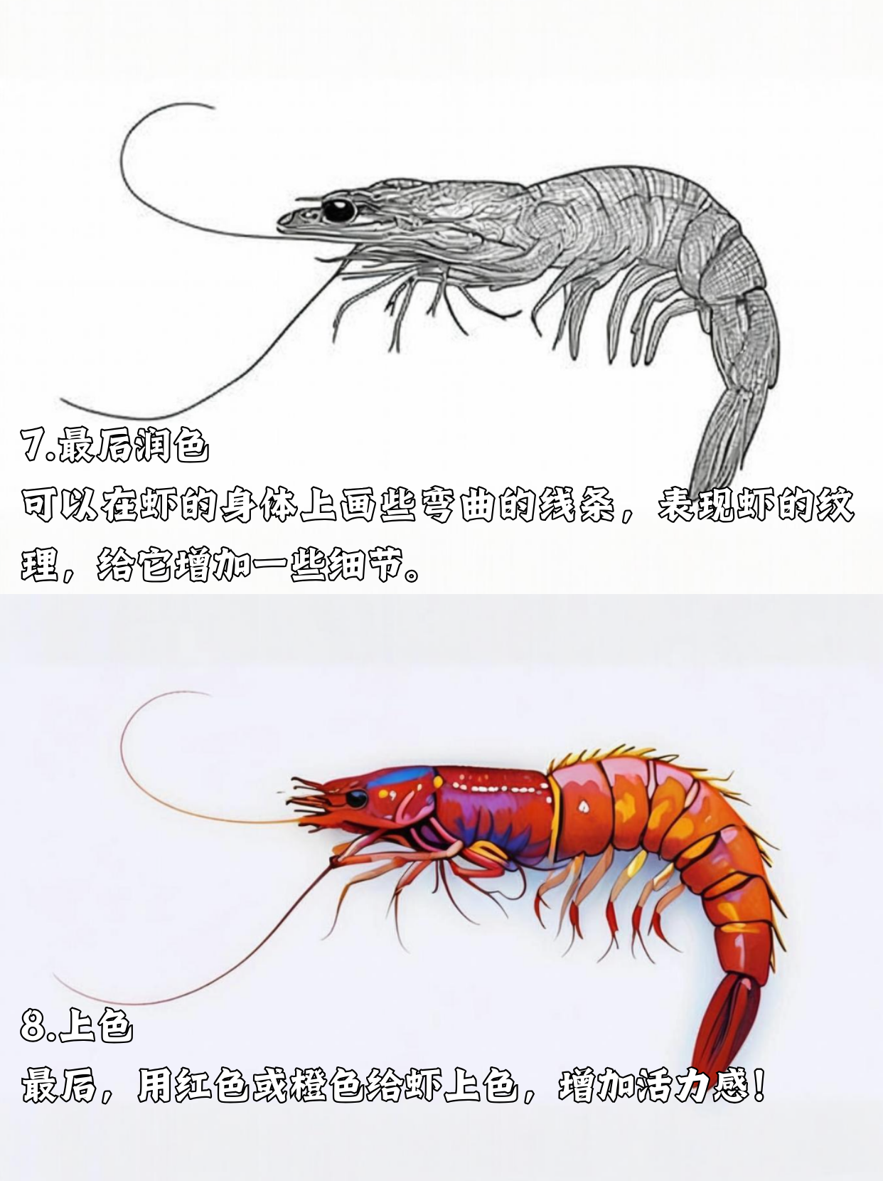 虾的简笔画