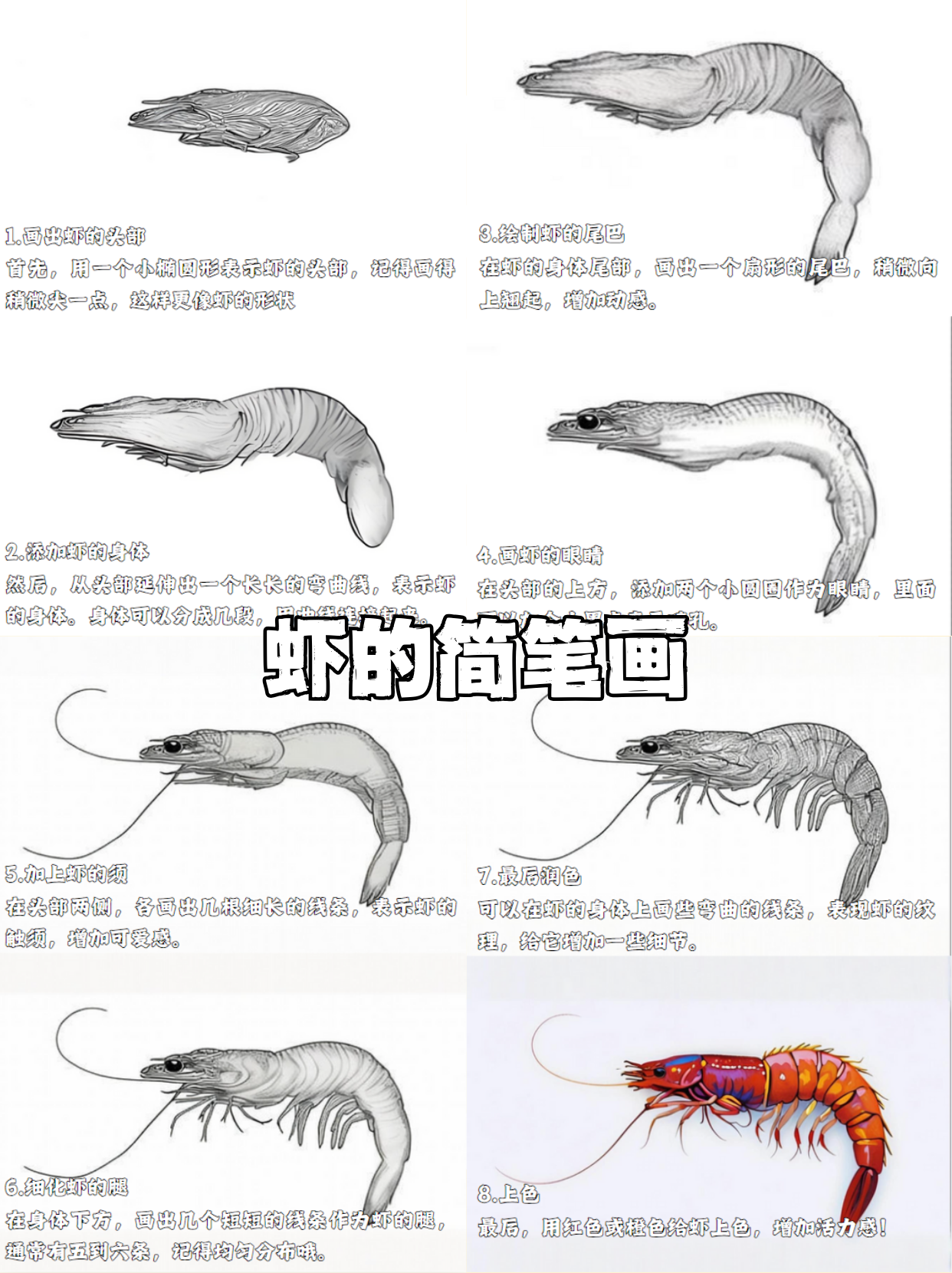 大虾儿童简笔画图片