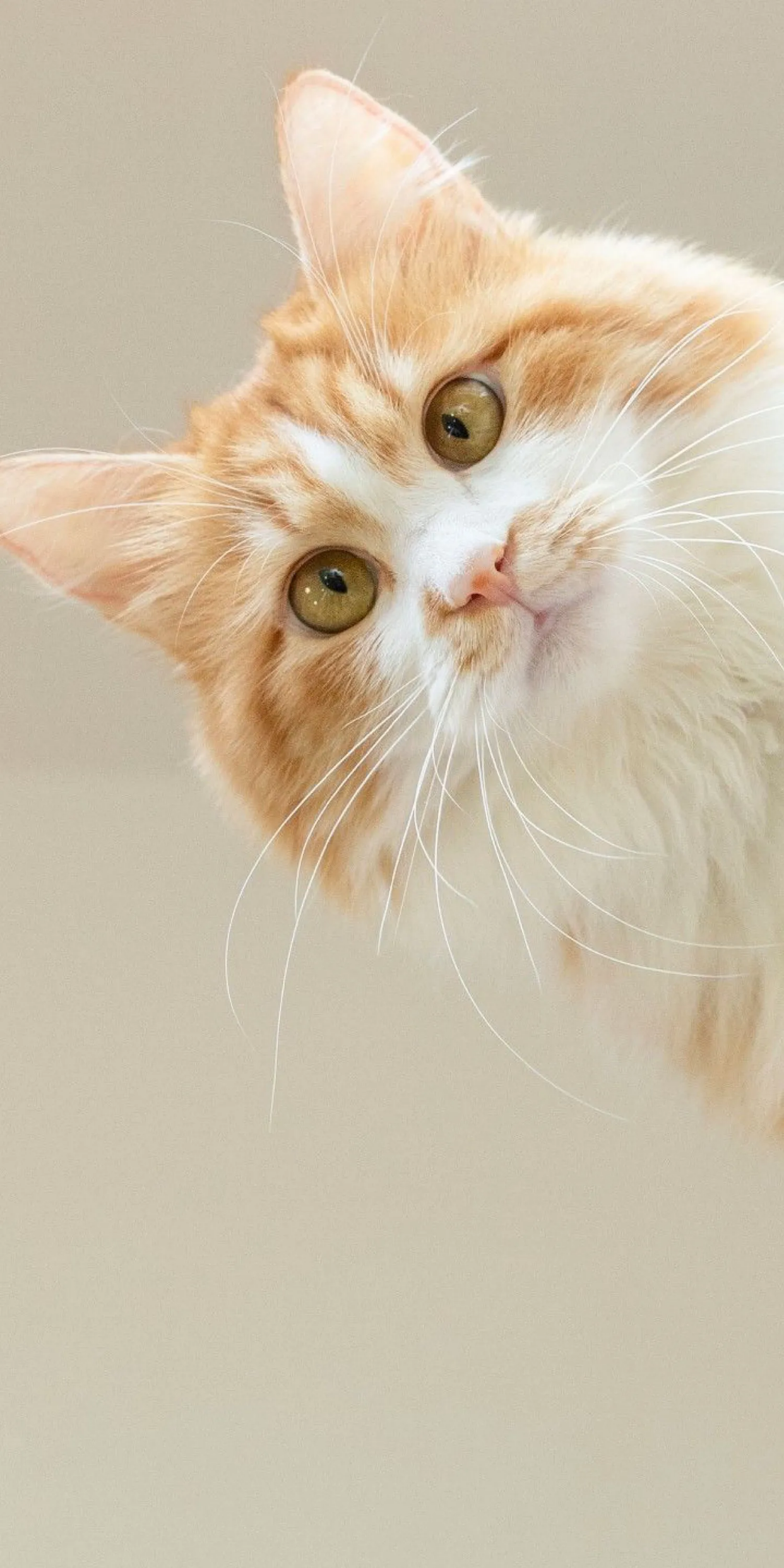 可爱的猫咪壁纸分享