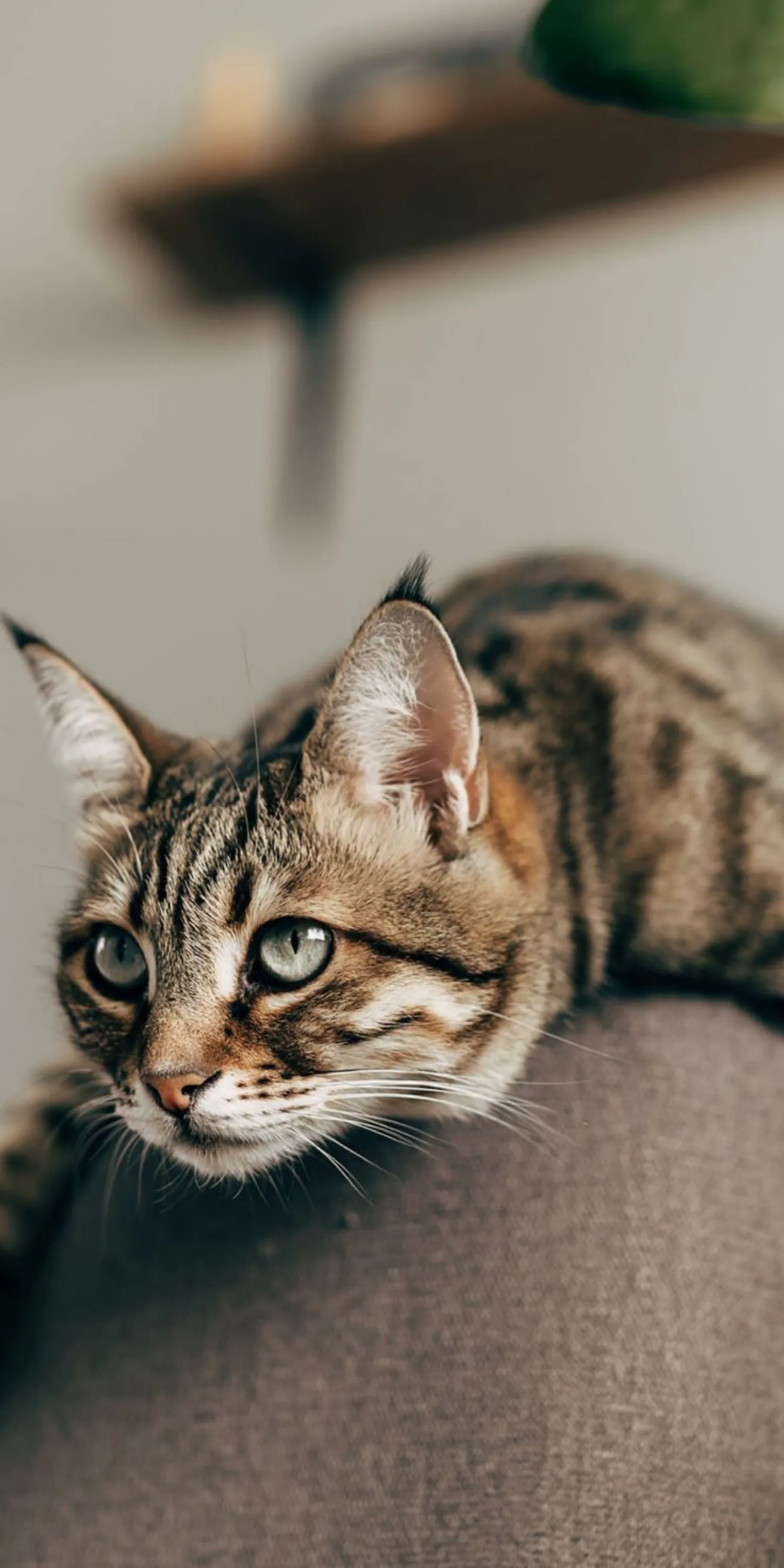 可爱的猫咪壁纸分享