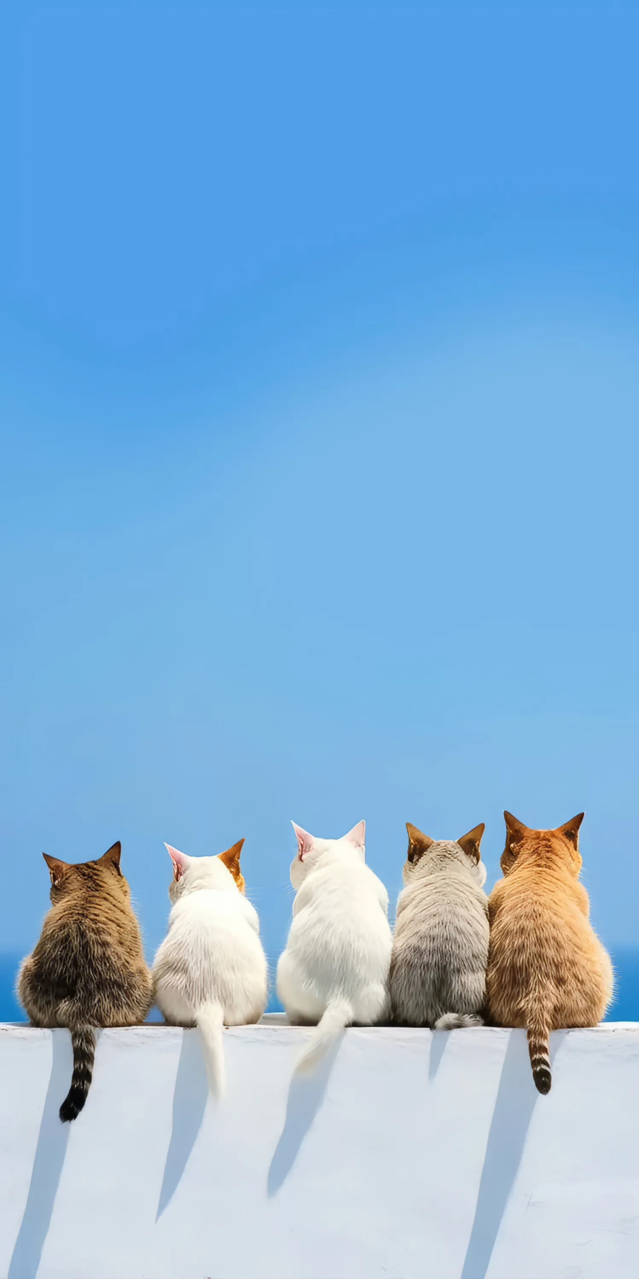 可爱的猫咪壁纸分享