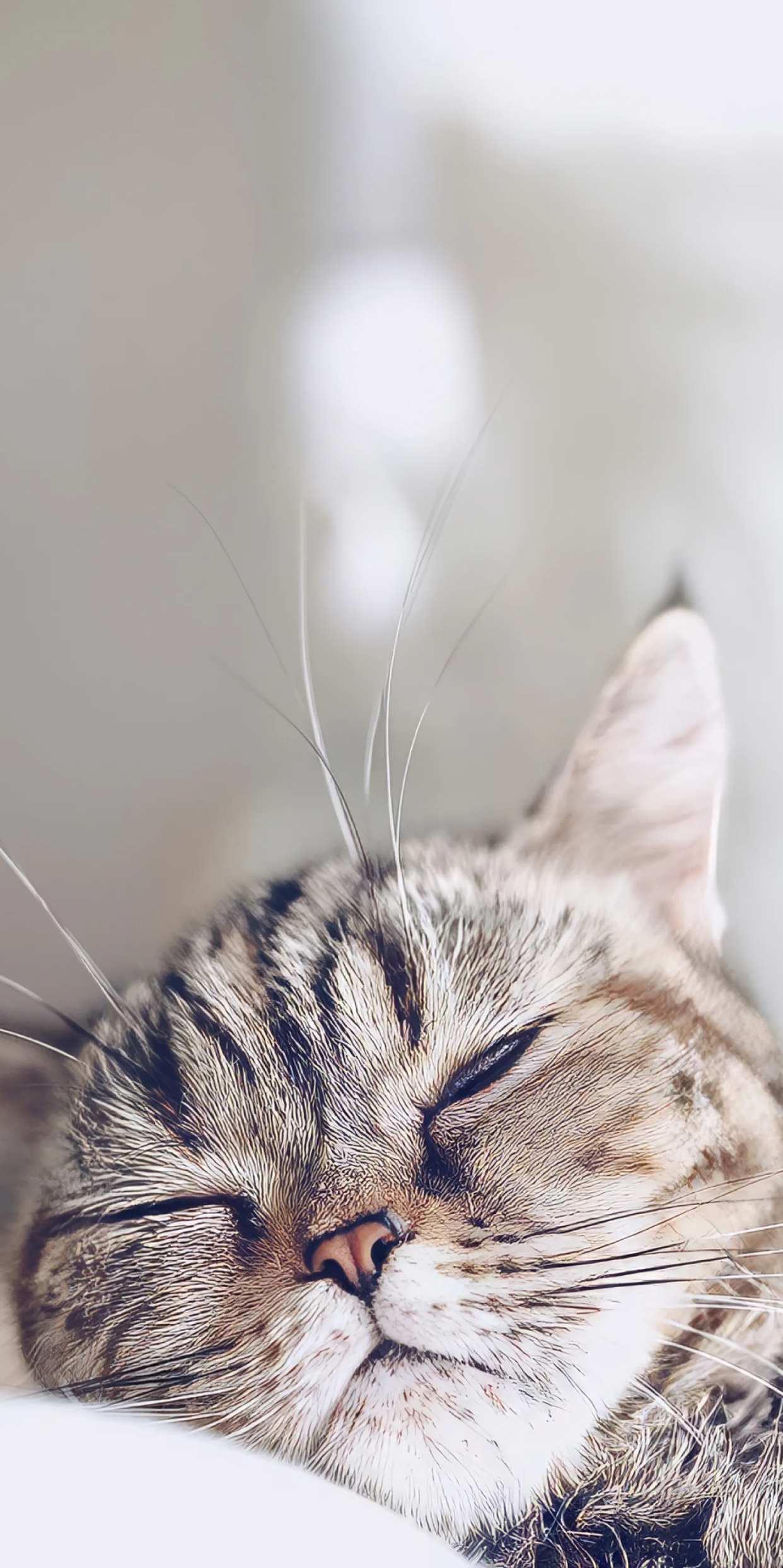 可爱的猫咪壁纸分享