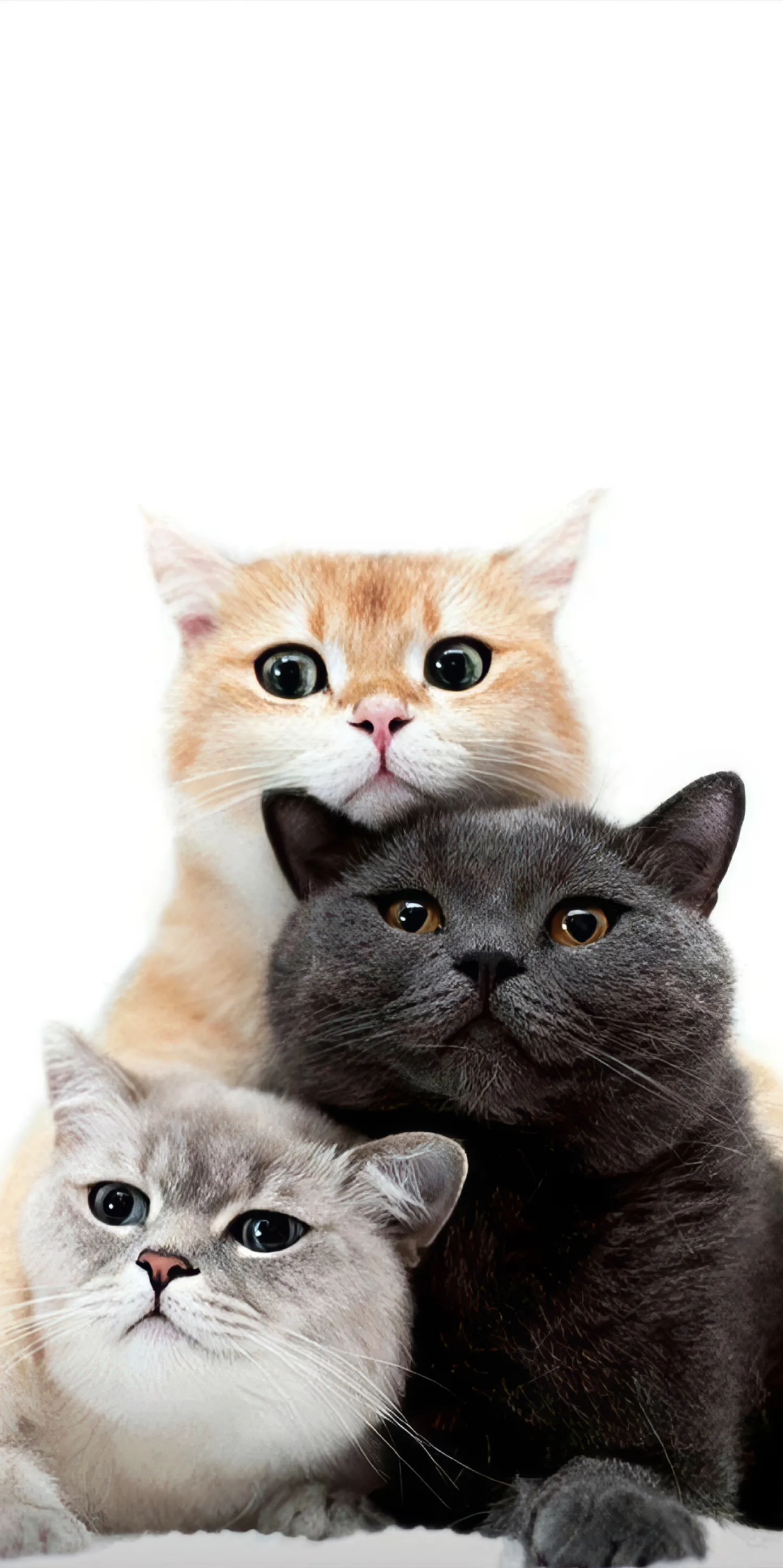 可爱的猫咪壁纸分享