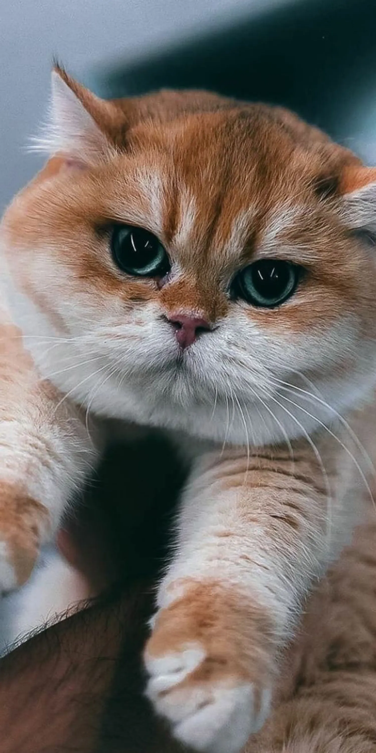 可爱的猫咪壁纸分享