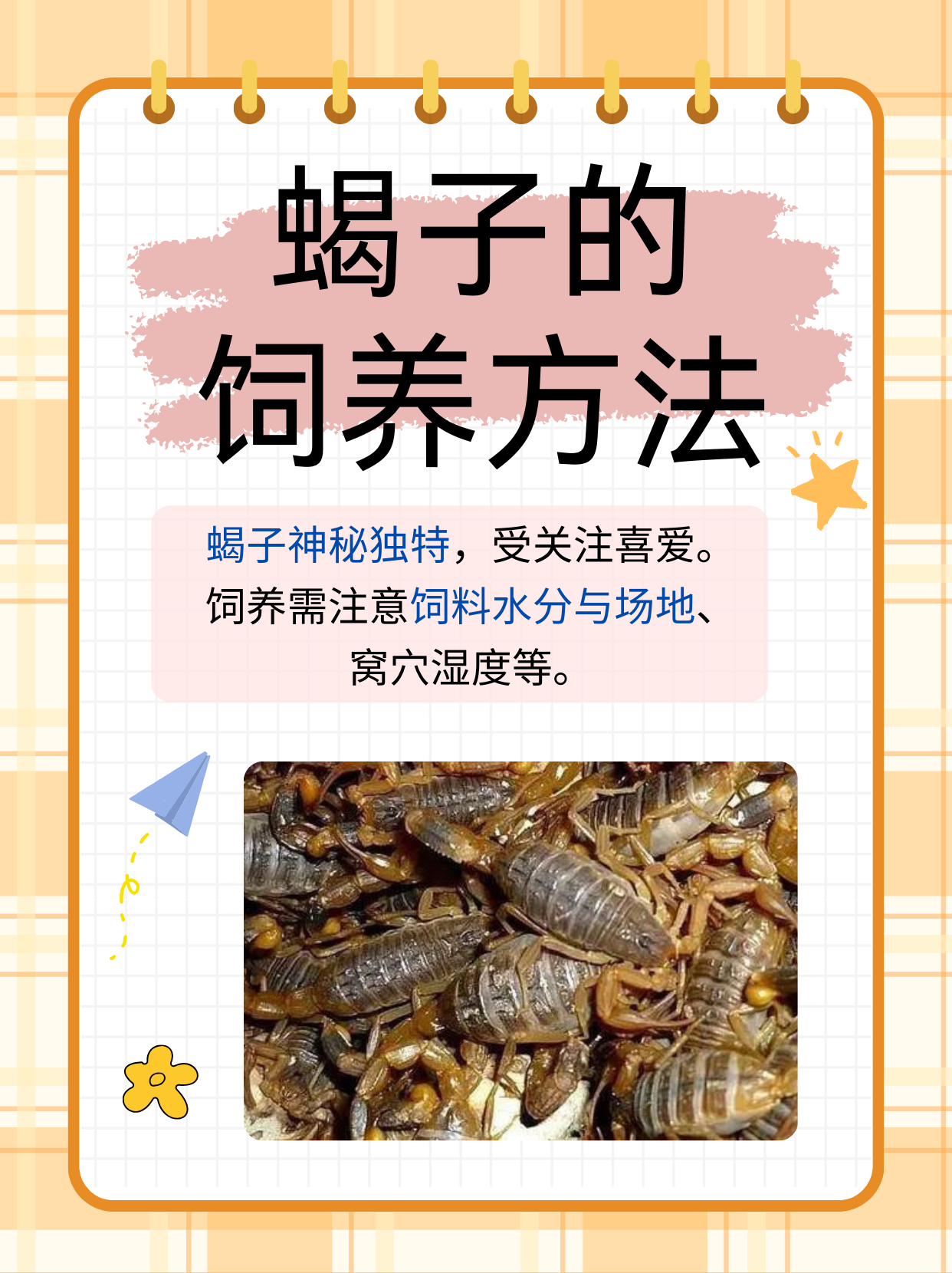 蝎子的饲养方法